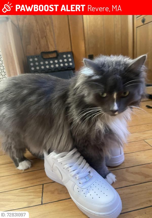 Lost Male Cat last seen murray’s tavern, Revere, MA 02151