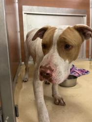Shelter Stray Female Dog last seen Near BLOCK SW 133RD CT, Doral, FL 33122