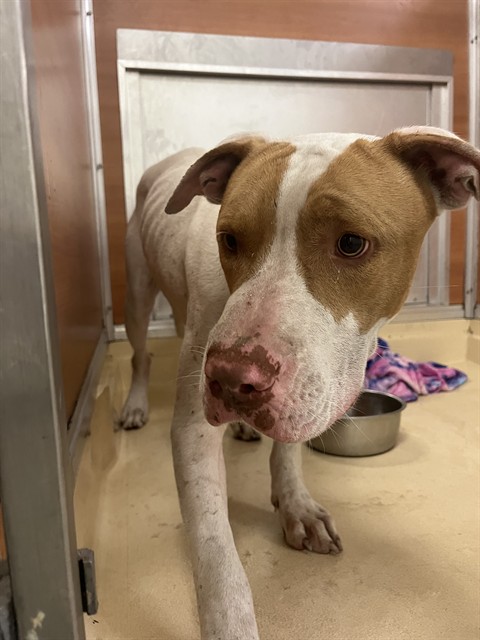 Shelter Stray Female Dog last seen Near BLOCK SW 133RD CT, Doral, FL 33122