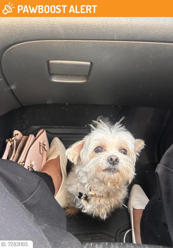 Found/Stray Unknown Dog last seen Hollyglen Ct, Clarendon Neighborhood, Chesterfield County, VA 23112