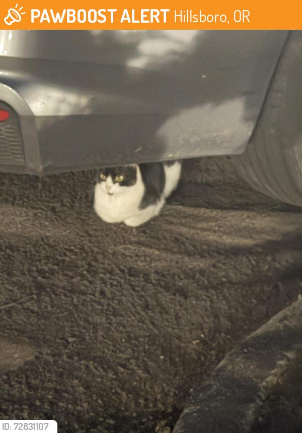 Found/Stray Male Cat last seen Between Evergreen and Cornell in Hillsboro, Hillsboro, OR 97124