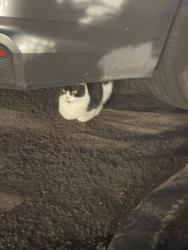 Found/Stray Male Cat last seen Between Evergreen and Cornell in Hillsboro, Hillsboro, OR 97124