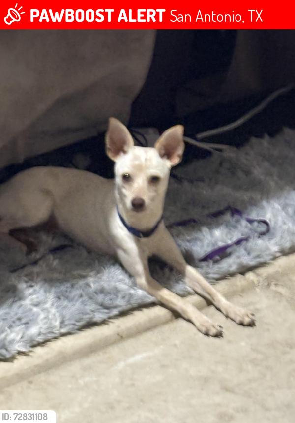 Lost Male Dog last seen Gawain Dr , San Antonio, TX 78218