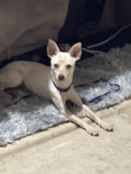 Lost Male Dog last seen Gawain Dr , San Antonio, TX 78218