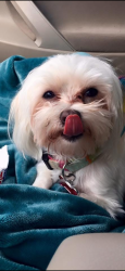 Lost Female Dog last seen Charter Oak and Penn, Logan County, OK 73025