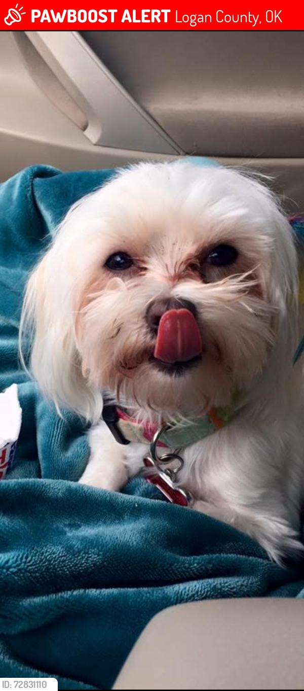 Lost Female Dog last seen Charter Oak and Penn, Logan County, OK 73025