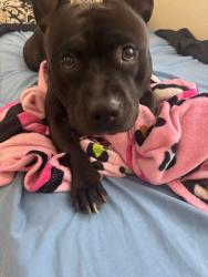Lost Male Dog last seen Gawain dr, San Antonio, TX 78218