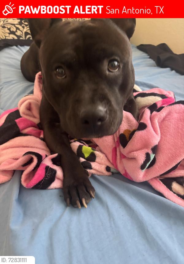 Lost Male Dog last seen Gawain dr, San Antonio, TX 78218