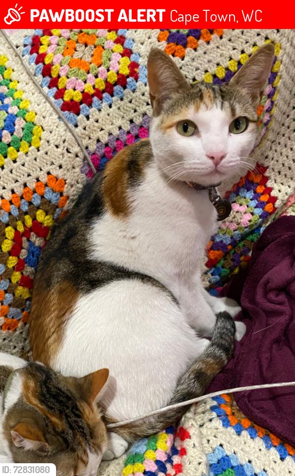 Deceased Female Cat last seen Clairwood Crescent, Milnerton Ridge, Cape Town, WC 7441