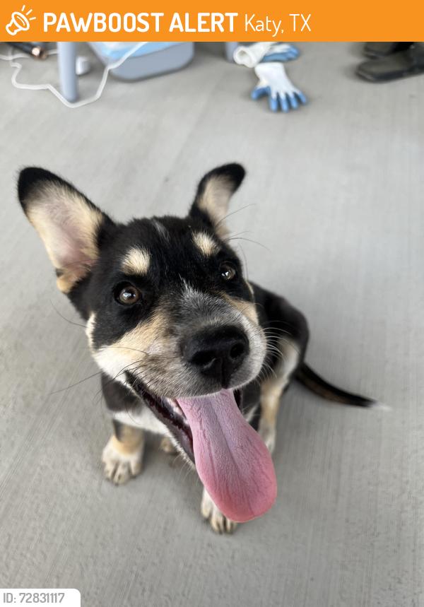 Found/Stray Male Dog last seen Porter Rd & Elyson Blvd, Katy, TX 77493