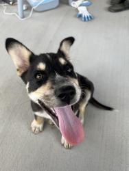 Found/Stray Male Dog last seen Porter Rd & Elyson Blvd, Katy, TX 77493