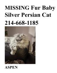 Lost Female Cat last seen Summer Brook Community, Mansfield, TX 76001