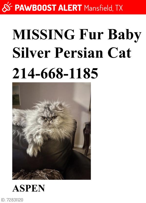 Lost Female Cat last seen Summer Brook Community, Mansfield, TX 76001