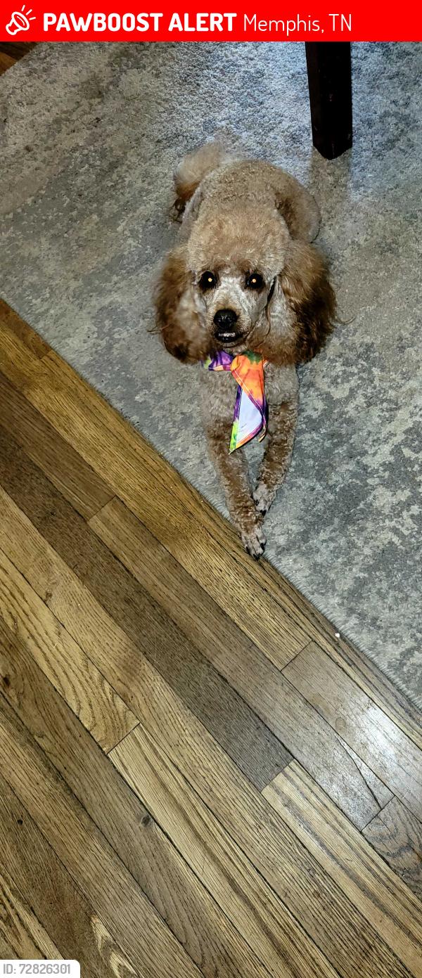 Lost Female Dog last seen Raines & McCorkle , Memphis, TN 38109
