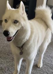 Lost Male Dog last seen Near chickadee lane, Leander, TX 78641