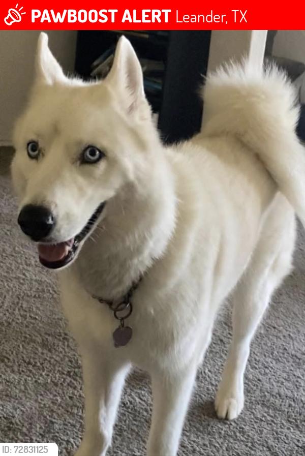 Lost Male Dog last seen Near chickadee lane, Leander, TX 78641