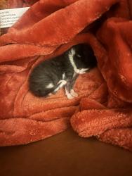 Found/Stray Male Cat last seen In backyard , Wake Forest, NC 27587