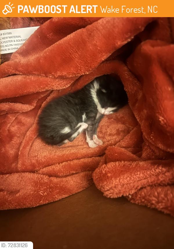 Found/Stray Male Cat last seen In backyard , Wake Forest, NC 27587