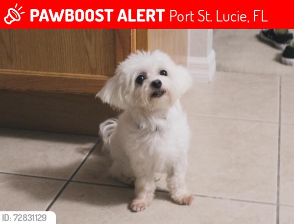 Lost Female Dog last seen I-95 & Becker Rd, Port St. Lucie, FL 34953