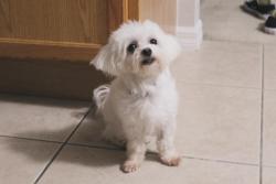 Lost Female Dog last seen I-95 & Becker Rd, Port St. Lucie, FL 34953