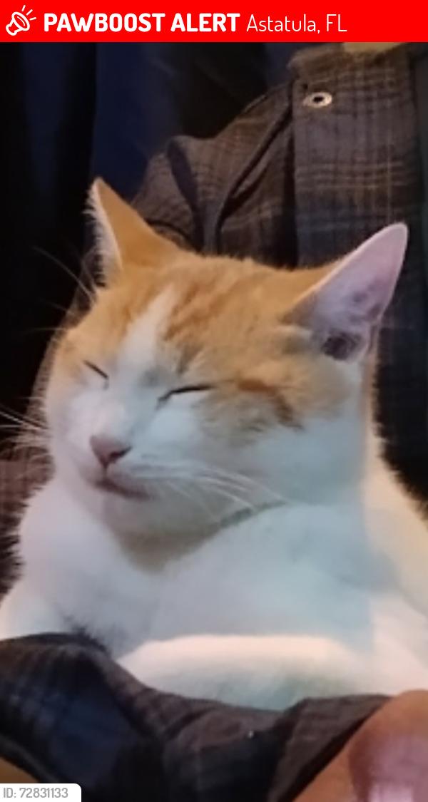 Lost Male Cat last seen Near, Astatula, FL 34705