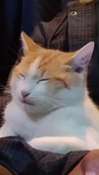 Lost Male Cat last seen Near , Astatula, FL 34705
