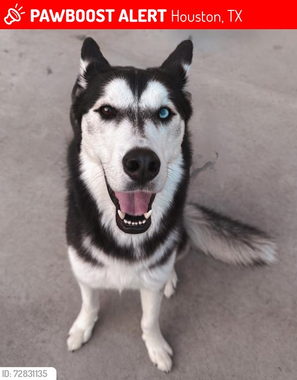 Lost Male Dog last seen Richey Rd, Houston, TX 77073
