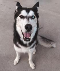 Lost Male Dog last seen Richey Rd, Houston, TX 77073