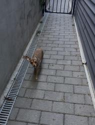 Reunited Female Dog last seen Tonelle Ave , Kearny, NJ 07032