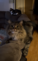 Lost Female Cat last seen Emerald Sea Dr/ Cedar rd, Chesapeake, VA 23323