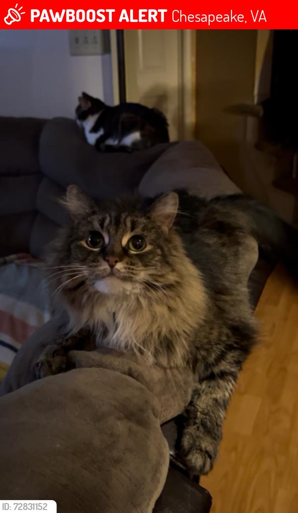 Lost Female Cat last seen Emerald Sea Dr/ Cedar rd, Chesapeake, VA 23323