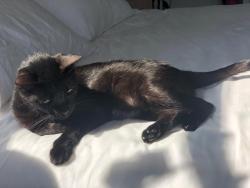 Lost Female Cat last seen Van cortlandt park, The Bronx, NY 10463