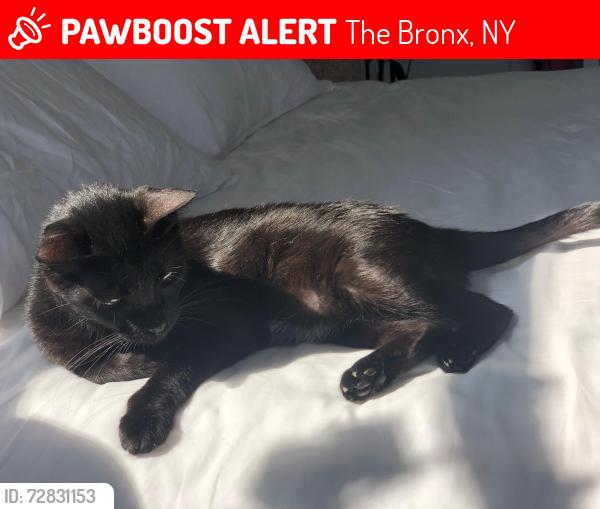Lost Female Cat last seen Van cortlandt park, The Bronx, NY 10463