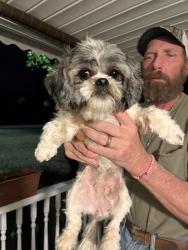 Found/Stray Female Dog last seen Flora Ave, Welcome, SC 29611
