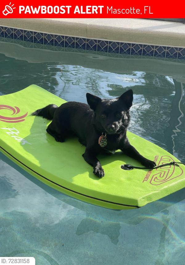 Lost Male Dog last seen Near underpass rd mascotte fl, Mascotte, FL 34753
