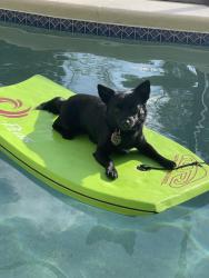 Lost Male Dog last seen Near underpass rd mascotte fl, Mascotte, FL 34753