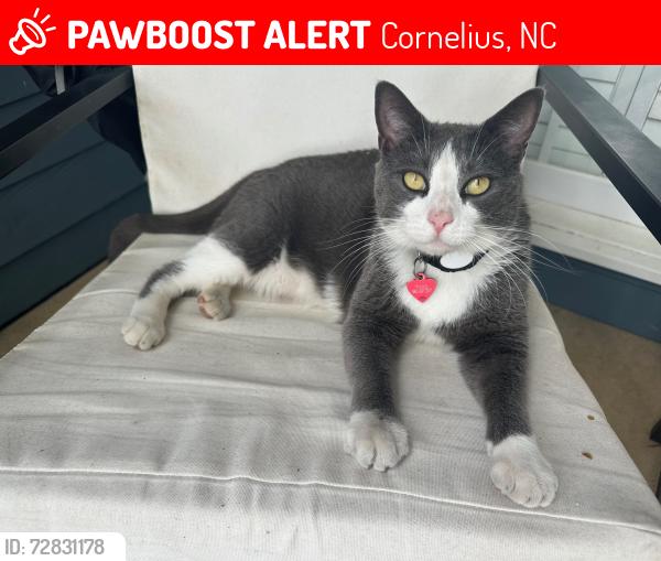 Lost Female Cat last seen near the pond on the greenway behind Birkdale, Cornelius, NC 28031