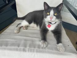 Lost Female Cat last seen near the pond on the greenway behind Birkdale, Cornelius, NC 28031