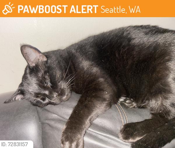 Found/Stray Male Cat last seen Between 88th & midvale ave north-88th stone ave north, Seattle, WA 98103