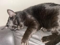 Found/Stray Male Cat last seen Between 88th & midvale ave north-88th stone ave north, Seattle, WA 98103