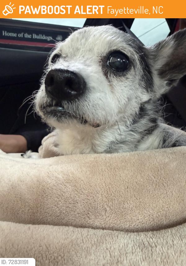 Found/Stray Male Dog last seen Ft Bragg road, Fayetteville, NC 28303