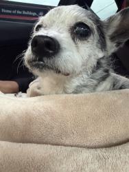 Found/Stray Male Dog last seen Ft Bragg road, Fayetteville, NC 28303