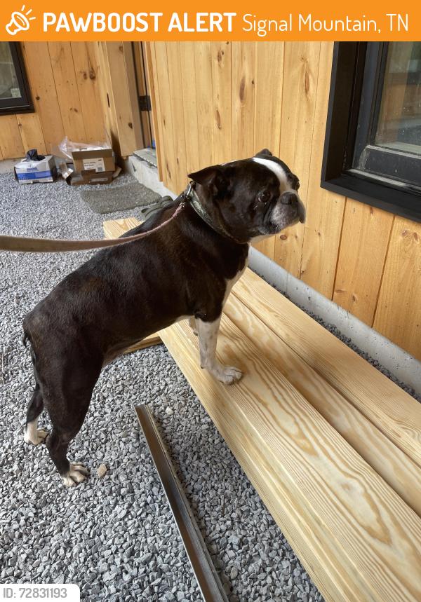 Found/Stray Female Dog last seen Walton street , Signal Mountain, TN 37377