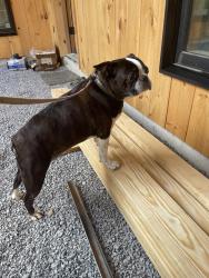 Found/Stray Female Dog last seen Walton street , Signal Mountain, TN 37377