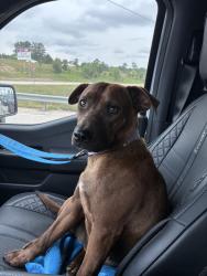 Found/Stray Female Dog last seen Near New Caney, New Caney, TX 77357