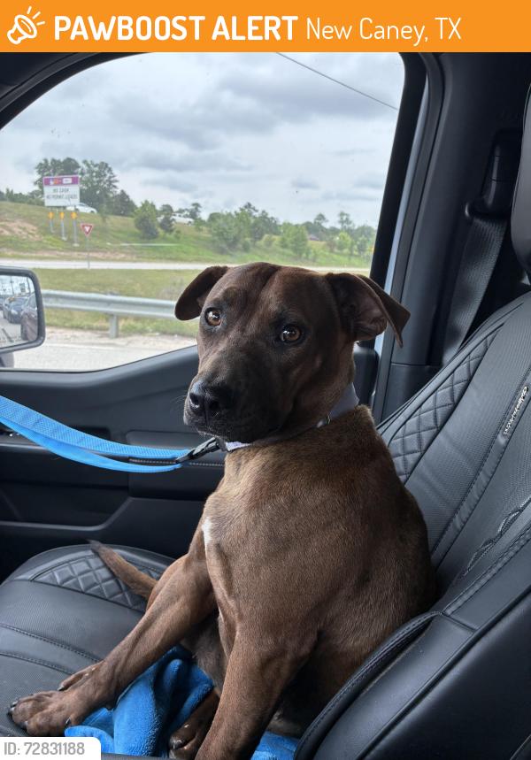 Found/Stray Female Dog last seen Near New Caney, New Caney, TX 77357
