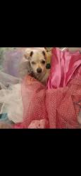Lost Female Dog last seen Alameda and Zaragosa , El Paso, TX 79907