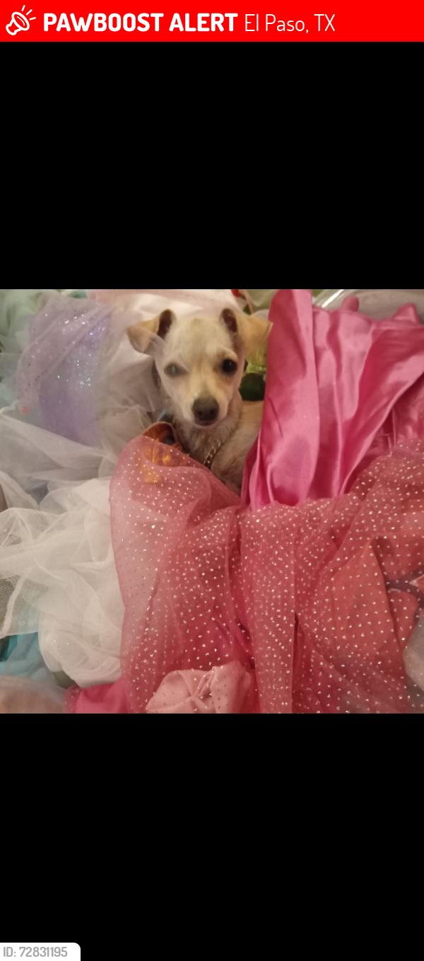 Lost Female Dog last seen Alameda and Zaragosa , El Paso, TX 79907