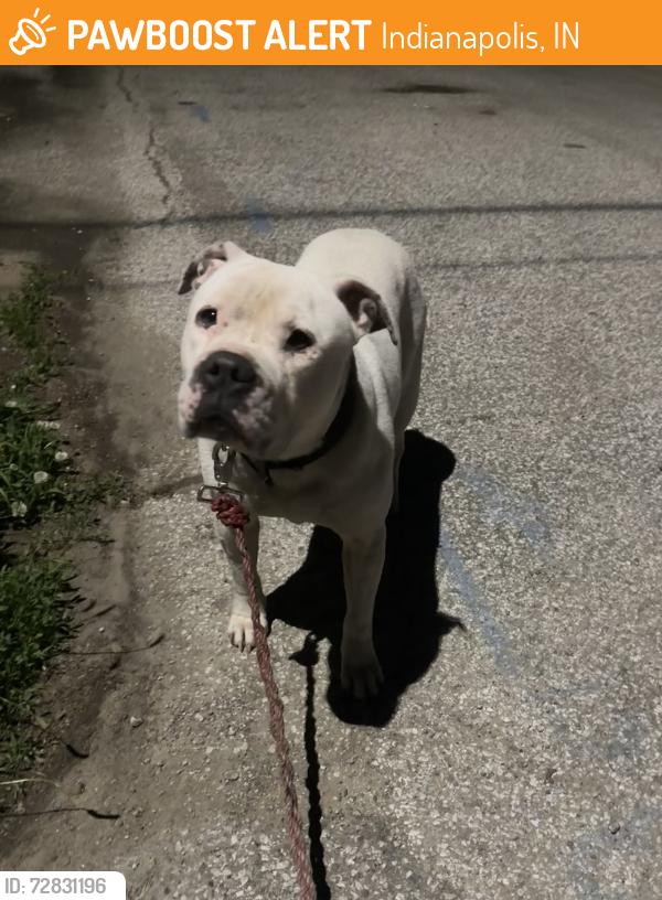 Found/Stray Male Dog last seen Elanco; Oliver/Marion Ave, Indianapolis, IN 46222