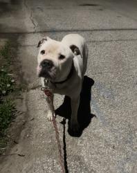 Found/Stray Male Dog last seen Elanco; Oliver/Marion Ave, Indianapolis, IN 46222
